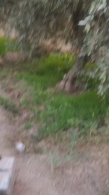 Peigne vibreur électrique pour récolte d’olives